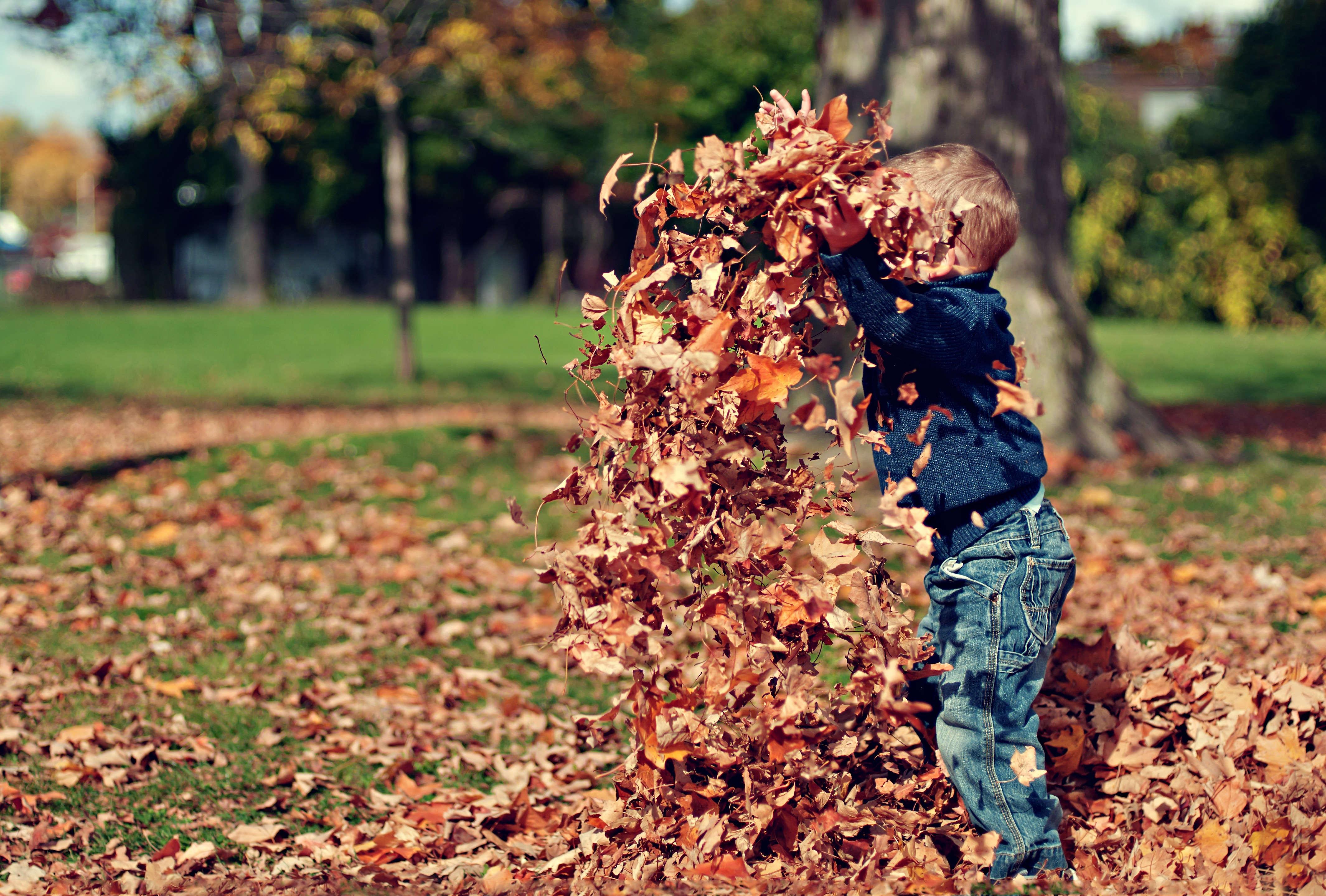 nz-ece-child-in-leaves